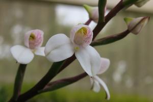 Disa tripetaloides