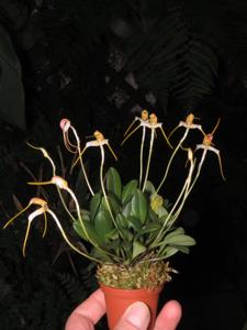 Masdevallia ludibunda