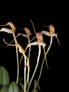 Masdevallia ludibunda