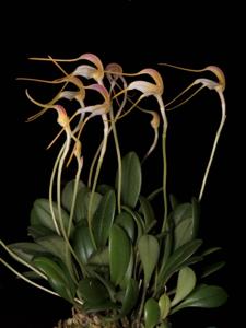 Masdevallia ludibunda