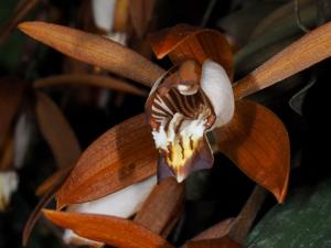 Coelogyne odoardi