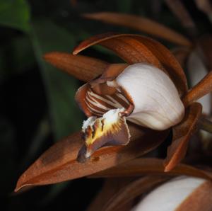 Coelogyne odoardi
