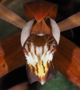 Coelogyne odoardi