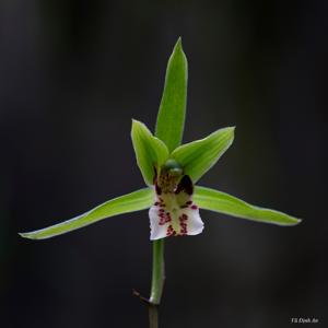 Cymbidium kanran