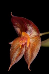 Lepanthes nephridia