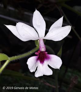 Calanthe vestita