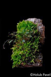 Lepanthes filamentosa