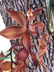 Cycnoches cooperi