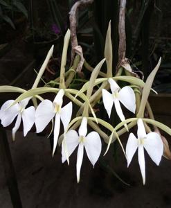 Epidendrum parkinsonianum