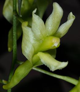 Dendrobium obrienianum