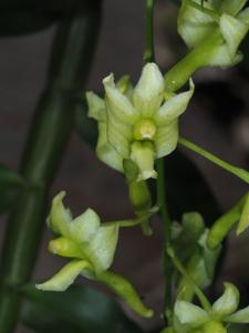 Dendrobium obrienianum