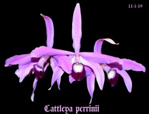 Cattleya perrinii