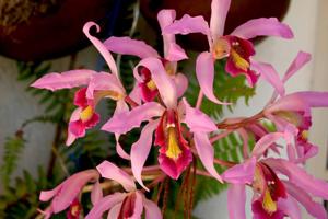 Laelia superbiens