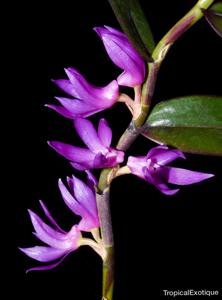 Dendrobium ostrinum