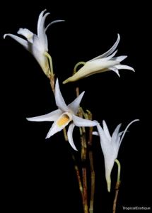 Dendrobium exile