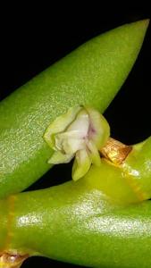 Dendrobium indivisum