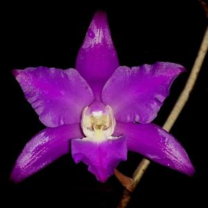 Laelia autumnalis