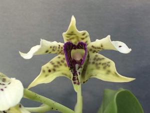 Dendrobium atroviolaceum