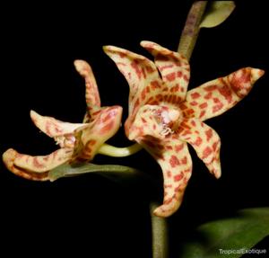 Dendrobium insigne