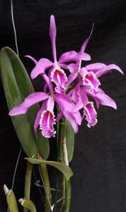 Cattleya maxima