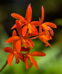 Cattleya milleri