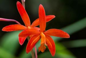 Cattleya milleri