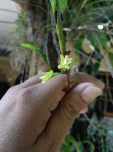 Dendrobium salaccense