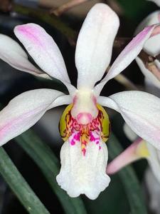 Holcoglossum wangii