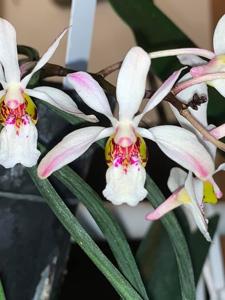 Holcoglossum wangii