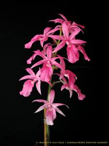 Calanthe rosea