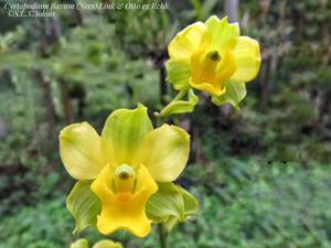 Cyrtopodium flavum