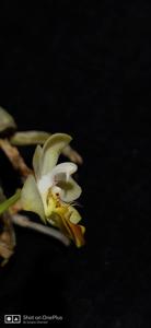 Phalaenopsis lobbii