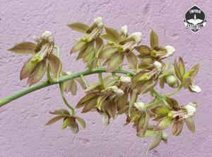 Catasetum atratum