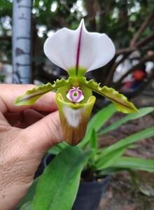 Paphiopedilum spicerianum