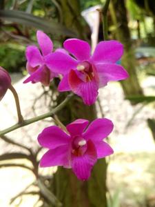 Phalaenopsis pulcherrima var. regnieriana