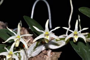 Dendrobium stelliferum