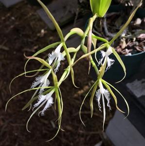 Epidendrum ciliare