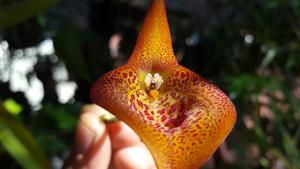 Masdevallia regina