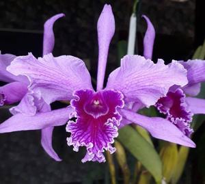 Cattleya lobata