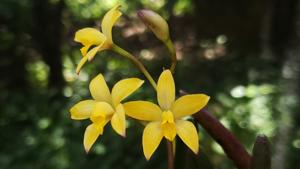 Cattleya bradei