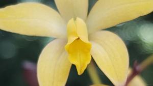 Cattleya bradei