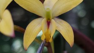 Cattleya bradei