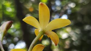 Cattleya bradei