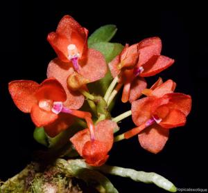 Ceratocentron fesselii