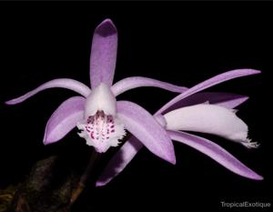 Pleione praecox