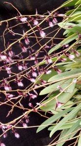 Bulbophyllum saltatorium var. albociliatum