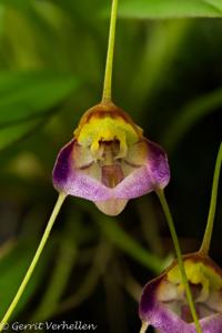 Masdevallia patriciana