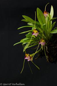 Masdevallia patriciana