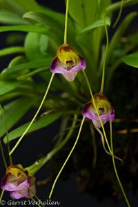 Masdevallia patriciana