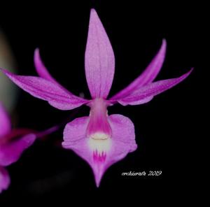 Barkeria scandens